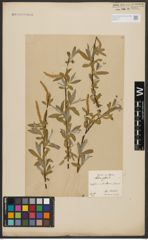 Foto von Salix alba L.